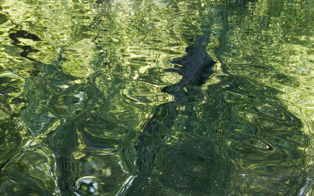 Liquid Landscape Henderson Swamp