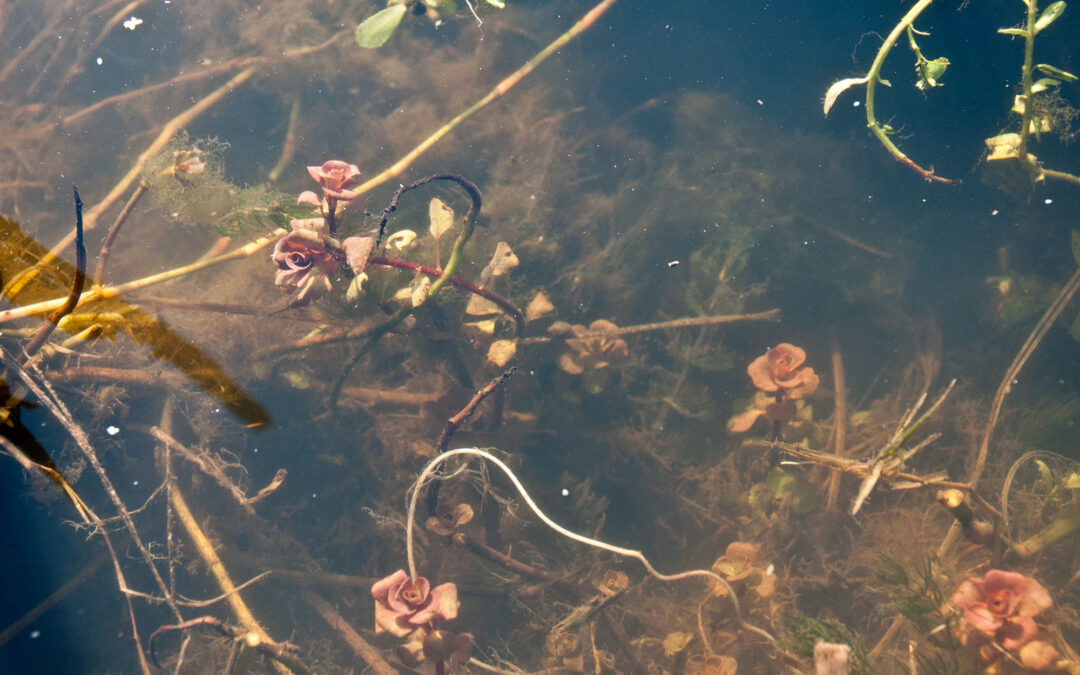 Marsh Seedbox