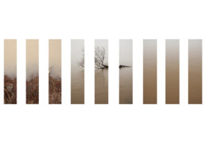 Rooted