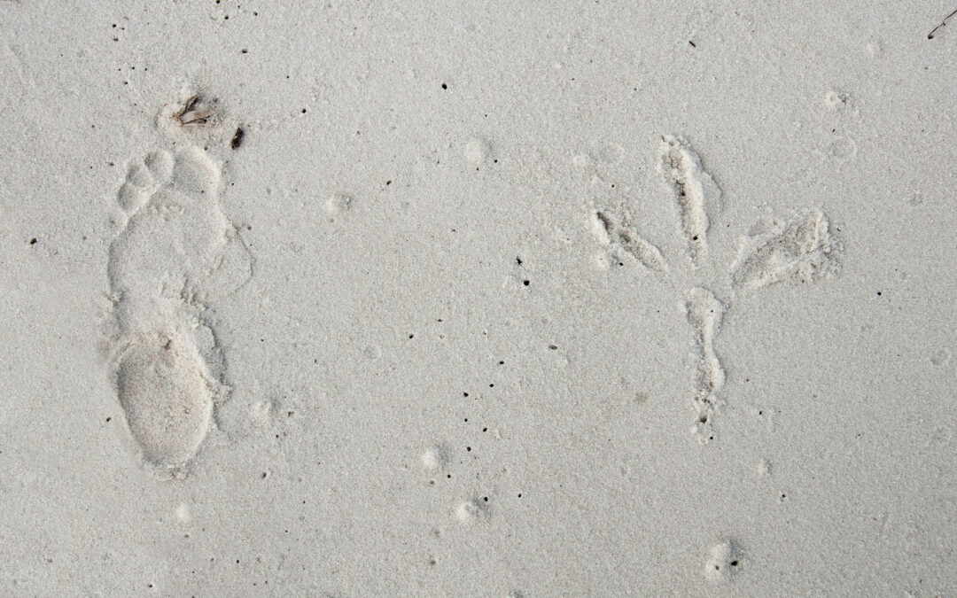Waders Tracks